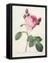 Rosa Centifolia, from 'Les Roses', Engraved by Couten, Published by Remond, 1817-Pierre-Joseph Redouté-Framed Stretched Canvas