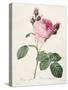 Rosa Centifolia, from 'Les Roses', Engraved by Couten, Published by Remond, 1817-Pierre-Joseph Redouté-Stretched Canvas