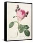 Rosa Centifolia, from 'Les Roses', Engraved by Couten, Published by Remond, 1817-Pierre-Joseph Redouté-Framed Stretched Canvas