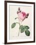 Rosa Centifolia, from 'Les Roses', Engraved by Couten, Published by Remond, 1817-Pierre-Joseph Redouté-Framed Giclee Print