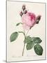 Rosa Centifolia, from 'Les Roses', Engraved by Couten, Published by Remond, 1817-Pierre-Joseph Redouté-Mounted Giclee Print