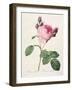 Rosa Centifolia, from 'Les Roses', Engraved by Couten, Published by Remond, 1817-Pierre-Joseph Redouté-Framed Giclee Print