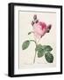 Rosa Centifolia, from 'Les Roses', Engraved by Couten, Published by Remond, 1817-Pierre-Joseph Redouté-Framed Giclee Print