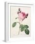 Rosa Centifolia, from 'Les Roses', Engraved by Couten, Published by Remond, 1817-Pierre-Joseph Redouté-Framed Giclee Print