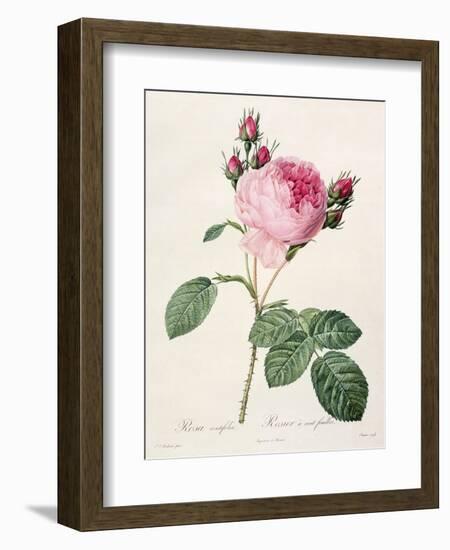 Rosa Centifolia, from 'Les Roses', Engraved by Couten, Published by Remond, 1817-Pierre-Joseph Redouté-Framed Giclee Print