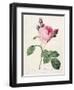 Rosa Centifolia, from 'Les Roses', Engraved by Couten, Published by Remond, 1817-Pierre-Joseph Redouté-Framed Giclee Print