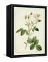 Rosa Centifolia Mutabilis, Engraved by Bessin, Published by Remond-Pierre-Joseph Redouté-Framed Stretched Canvas