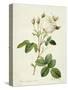 Rosa Centifolia Mutabilis, Engraved by Bessin, Published by Remond-Pierre-Joseph Redouté-Stretched Canvas