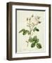 Rosa Centifolia Mutabilis, Engraved by Bessin, Published by Remond-Pierre-Joseph Redouté-Framed Giclee Print