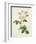 Rosa Centifolia Mutabilis, Engraved by Bessin, Published by Remond-Pierre-Joseph Redouté-Framed Giclee Print