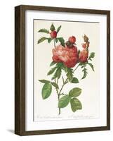 Rosa Centifolia Prolifera Foliacea-Pierre-Joseph Redouté-Framed Giclee Print