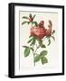 Rosa Centifolia Prolifera Foliacea-Pierre-Joseph Redouté-Framed Giclee Print