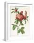 Rosa Centifolia Prolifera Foliacea-Pierre-Joseph Redouté-Framed Giclee Print