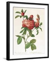 Rosa Centifolia Prolifera Foliacea-Pierre-Joseph Redouté-Framed Giclee Print