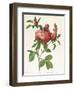 Rosa Centifolia Prolifera Foliacea-Pierre-Joseph Redouté-Framed Giclee Print
