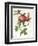 Rosa Centifolia Prolifera Foliacea-Pierre-Joseph Redouté-Framed Giclee Print