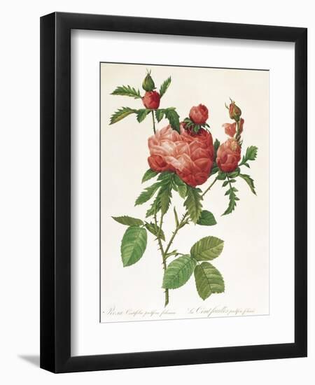 Rosa Centifolia Prolifera Foliacea-Pierre-Joseph Redouté-Framed Giclee Print