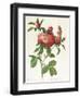 Rosa Centifolia Prolifera Foliacea-Pierre-Joseph Redouté-Framed Giclee Print