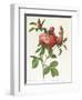 Rosa Centifolia Prolifera Foliacea-Pierre-Joseph Redouté-Framed Giclee Print