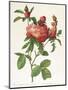 Rosa Centifolia Prolifera Foliacea-Pierre-Joseph Redouté-Mounted Giclee Print