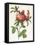 Rosa Centifolia Prolifera Foliacea-Pierre-Joseph Redouté-Framed Stretched Canvas