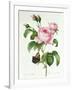 Rosa Centifolia-Pierre Joseph Redout?-Framed Giclee Print