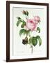 Rosa Centifolia-Pierre Joseph Redout?-Framed Giclee Print