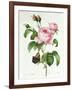 Rosa Centifolia-Pierre Joseph Redout?-Framed Giclee Print