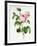 Rosa Centifolia-Pierre Joseph Redout?-Framed Giclee Print