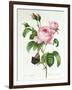 Rosa Centifolia-Pierre Joseph Redout?-Framed Giclee Print