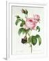 Rosa Centifolia-Pierre Joseph Redout?-Framed Giclee Print