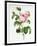 Rosa Centifolia-Pierre Joseph Redout?-Framed Giclee Print