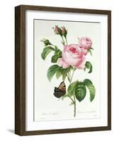 Rosa Centifolia-Pierre Joseph Redout?-Framed Giclee Print