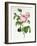 Rosa Centifolia-Pierre Joseph Redout?-Framed Giclee Print