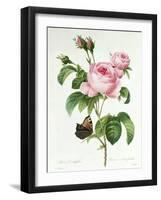 Rosa Centifolia-Pierre Joseph Redout?-Framed Giclee Print