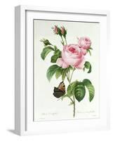 Rosa Centifolia-Pierre Joseph Redout?-Framed Giclee Print