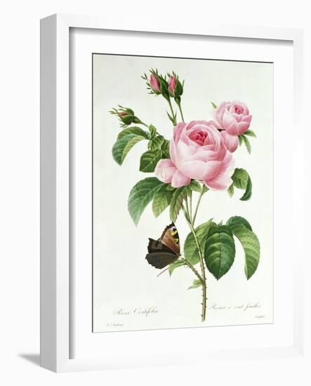 Rosa Centifolia-Pierre Joseph Redout?-Framed Giclee Print