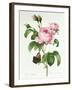 Rosa Centifolia-Pierre Joseph Redout?-Framed Giclee Print