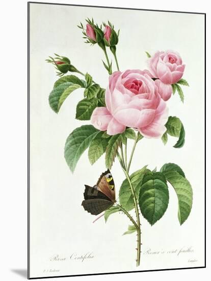 Rosa Centifolia-Pierre Joseph Redout?-Mounted Giclee Print