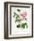 Rosa Centifolia-Pierre Joseph Redout?-Framed Premium Giclee Print