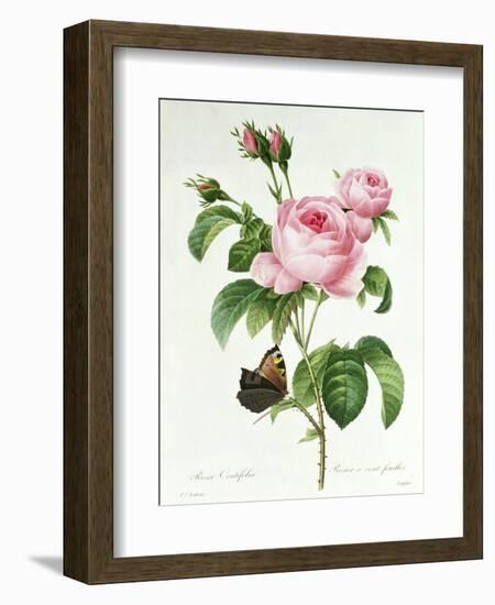 Rosa Centifolia-Pierre Joseph Redout?-Framed Premium Giclee Print