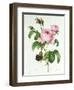 Rosa Centifolia-Pierre Joseph Redout?-Framed Premium Giclee Print