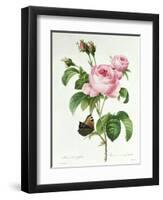 Rosa Centifolia-Pierre Joseph Redout?-Framed Premium Giclee Print