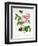 Rosa Centifolia-Pierre Joseph Redout?-Framed Premium Giclee Print