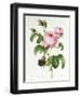 Rosa Centifolia-Pierre Joseph Redout?-Framed Premium Giclee Print