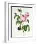 Rosa Centifolia-Pierre Joseph Redout?-Framed Premium Giclee Print