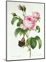 Rosa Centifolia-Pierre Joseph Redout?-Mounted Premium Giclee Print