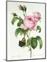 Rosa Centifolia-Pierre Joseph Redout?-Mounted Premium Giclee Print