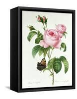 Rosa Centifolia-Pierre Joseph Redout?-Framed Stretched Canvas