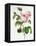 Rosa Centifolia-Pierre Joseph Redout?-Framed Stretched Canvas